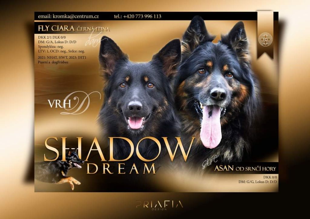 Daggy shadow  dream