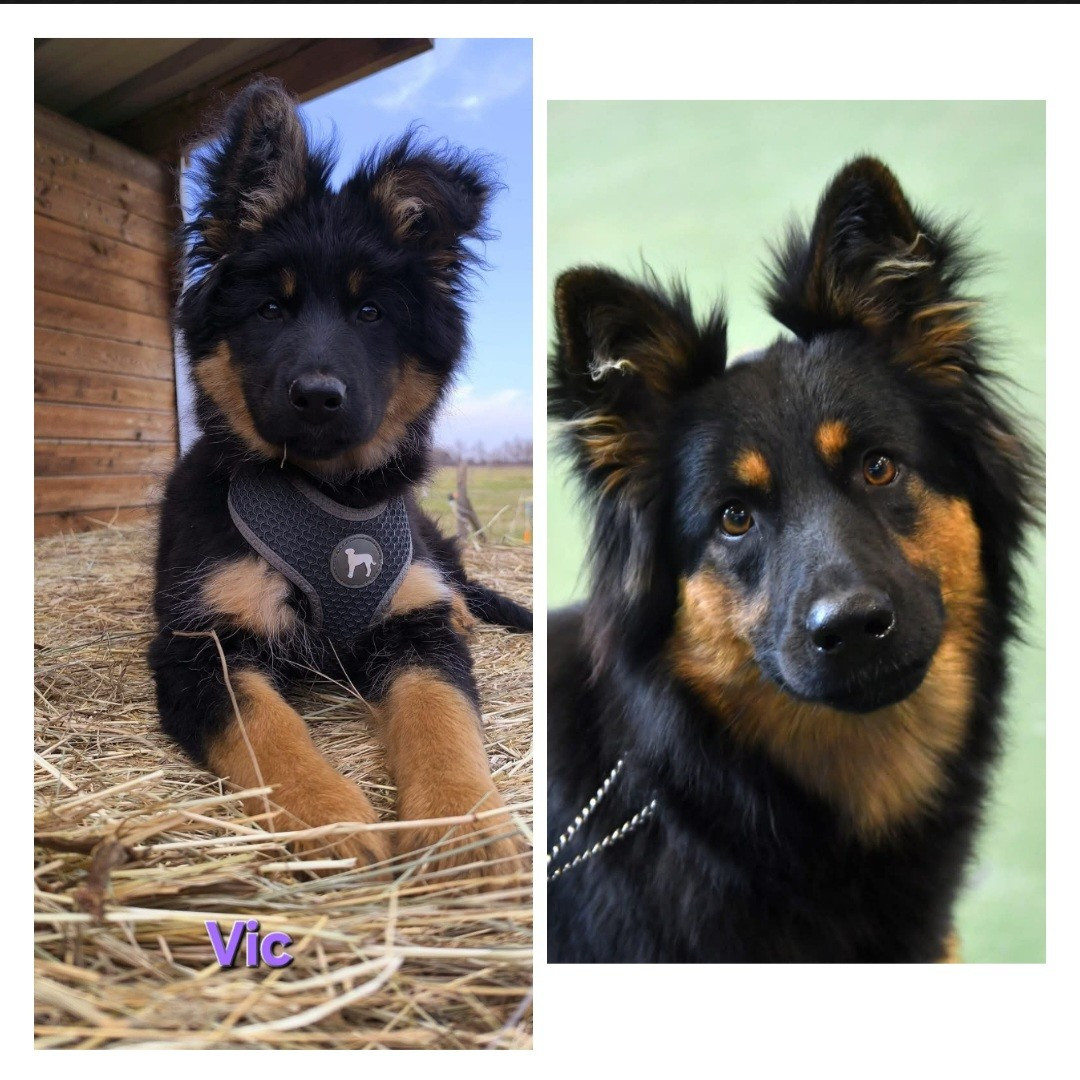 Vicomtesse Du Moulin Des Coissous