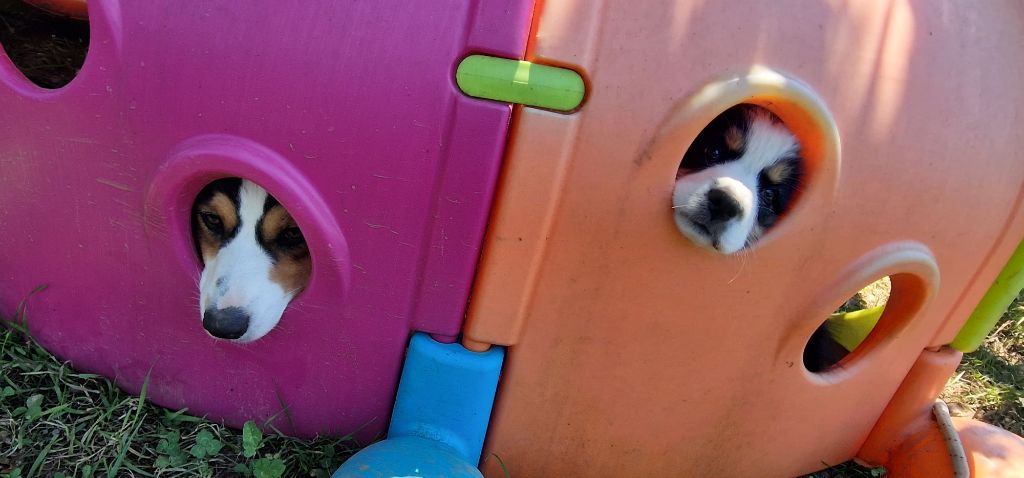 Du Moulin Des Coissous - Chiots prêts à partir 