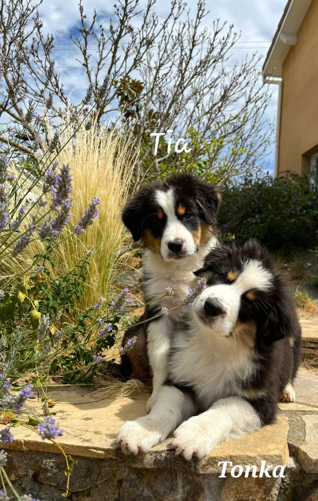 Chiots disponibles de suite 